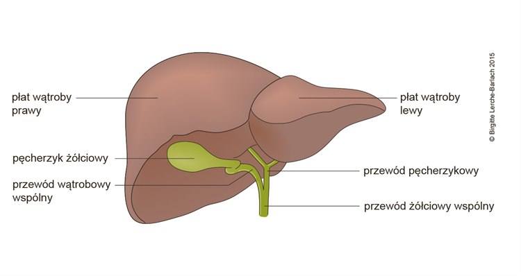 Pierwotne żółciowe zapalenie dróg żółciowych Ilustracja wątroba