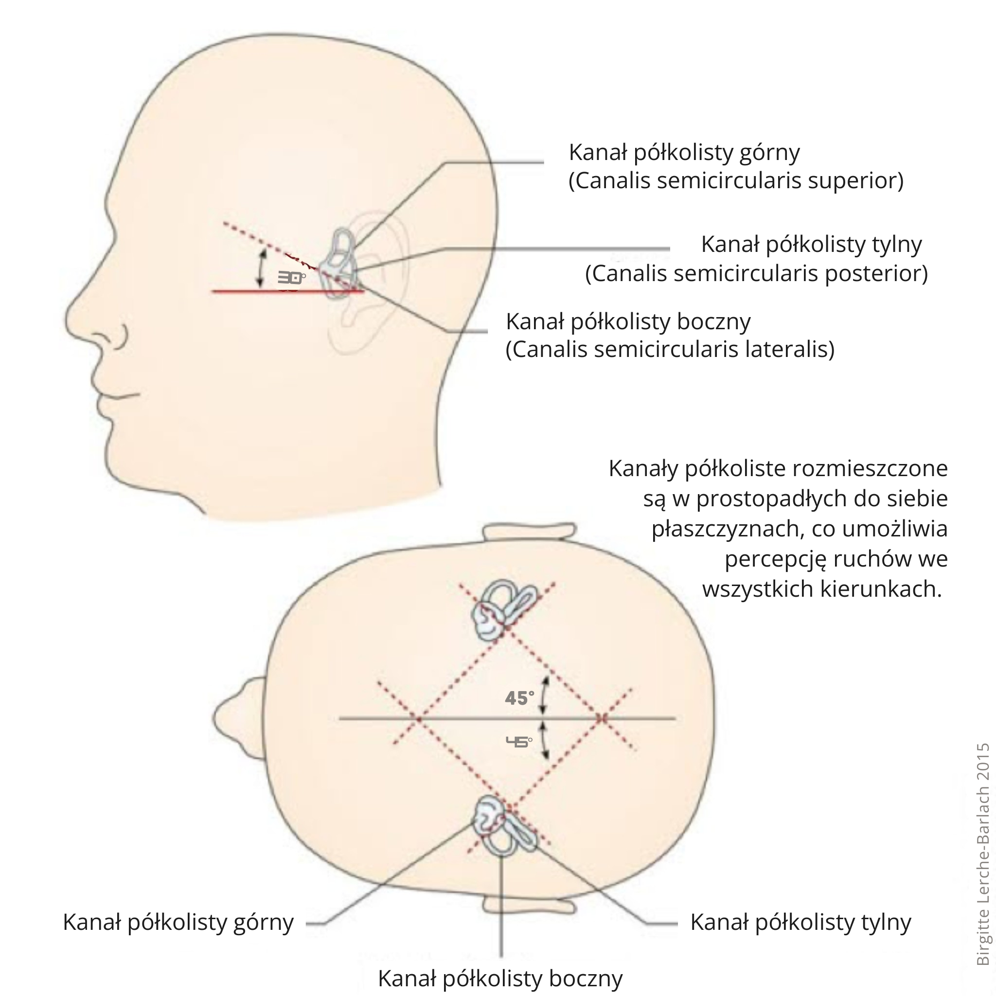 Zapalenie nerwu przedsionkowego Grafika głów z oznaczeniem kanałów półkolistych