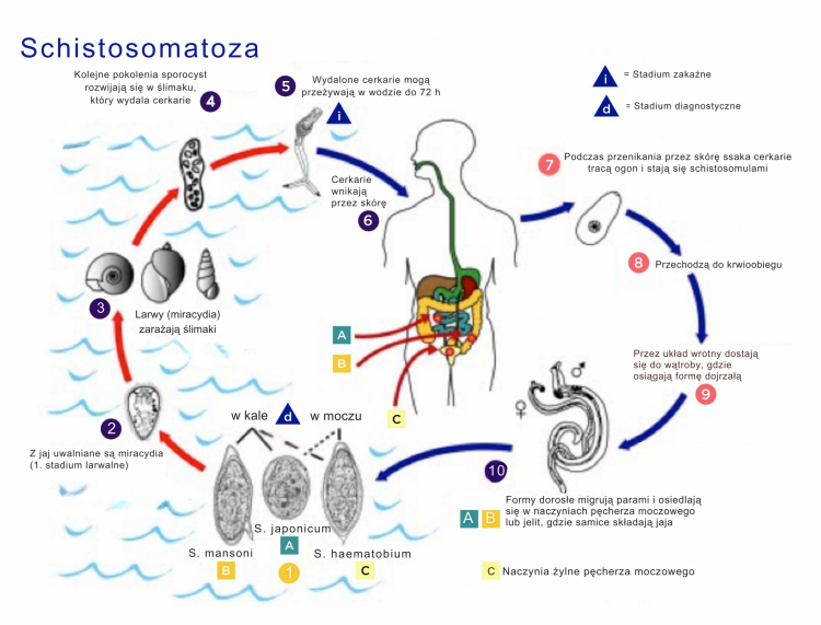 Schistosomatoza cykl, schemat życia