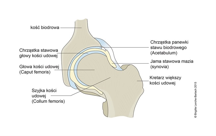 Ilustracja głowa kości udowej