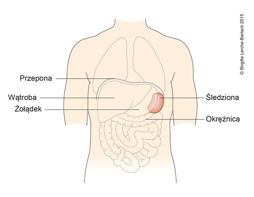 Ilustracja śledziona