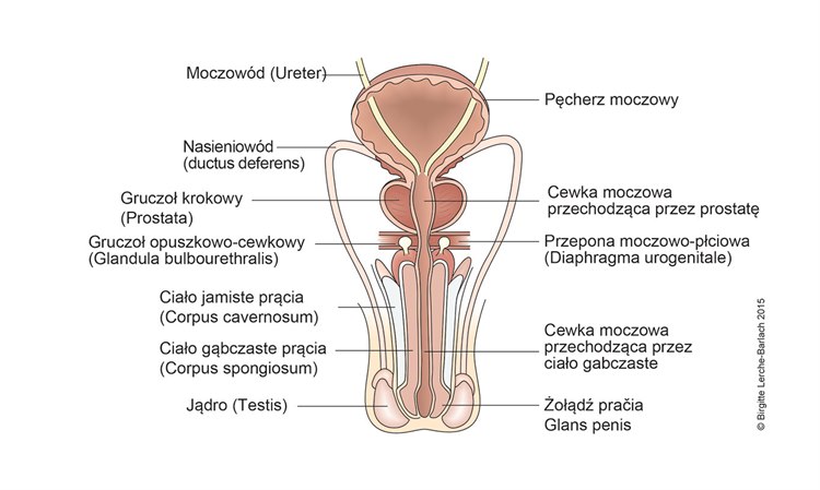 Ilustracja męskie narządy płciowe