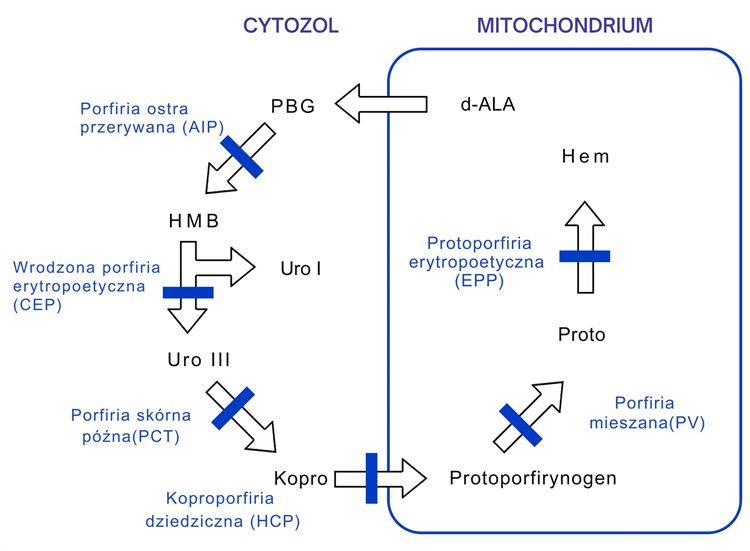 Porfirie Schemat