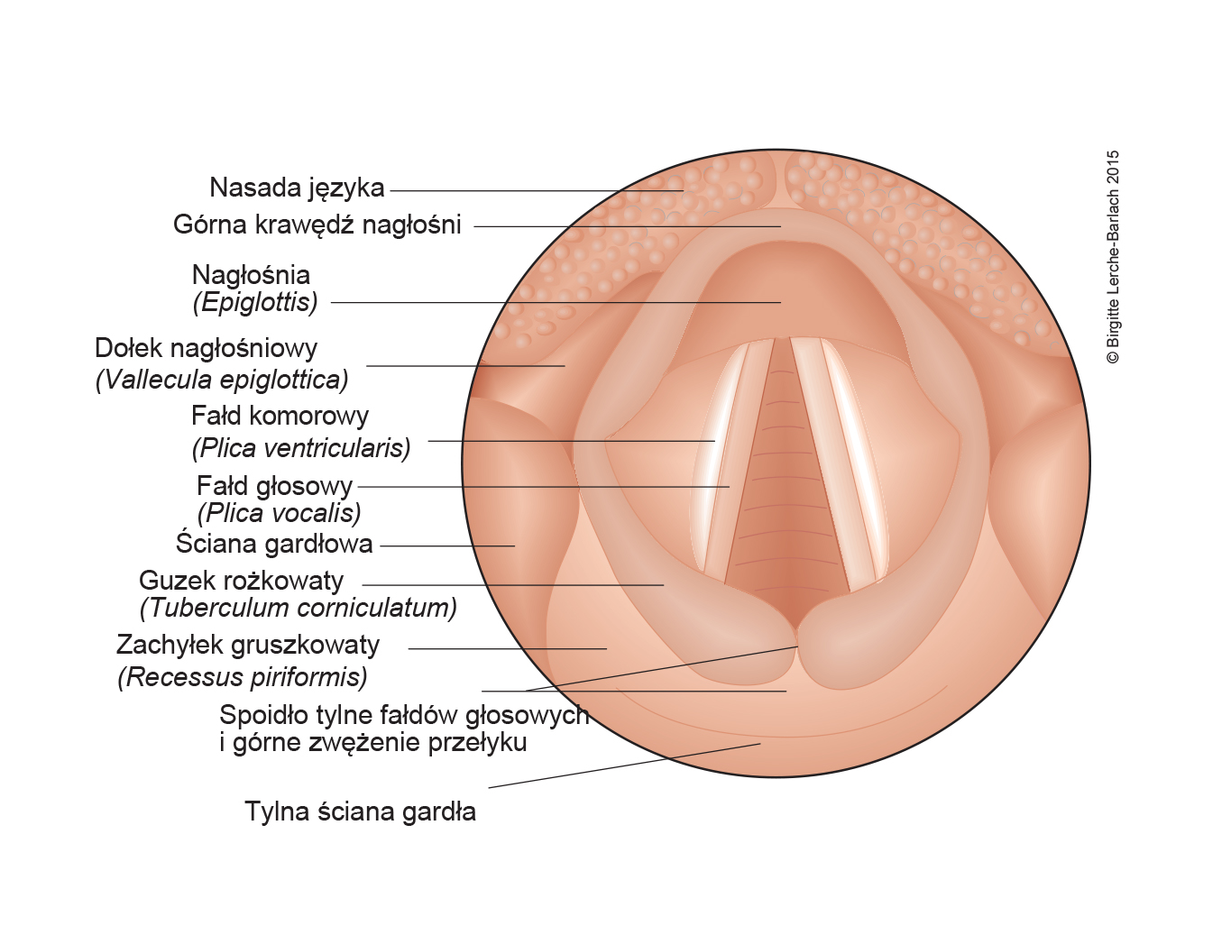 Ilustracja krtań, anatomia
