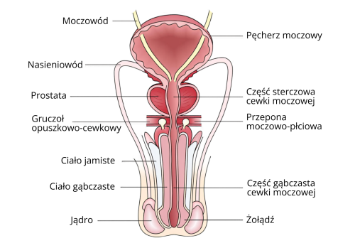 Ilustracja układu moczowo płciowego u mężczyzn